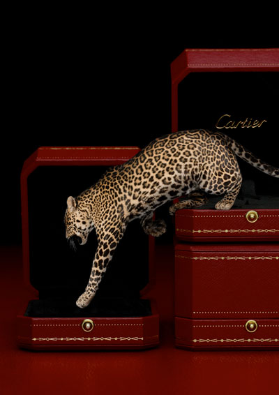 drough_cartier_1_2