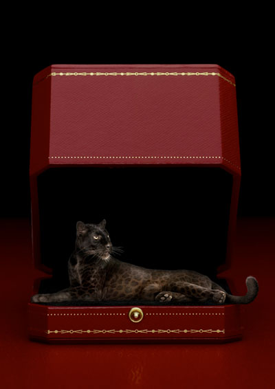 drough_cartier_1_4