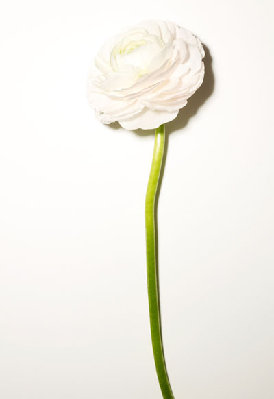 photo_stilllife_fleur_02