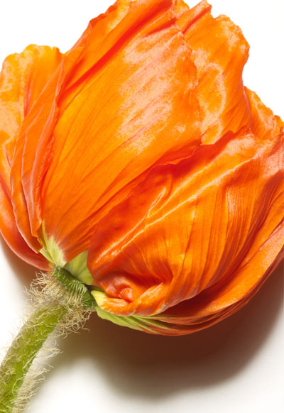 photo_stilllife_fleur_03